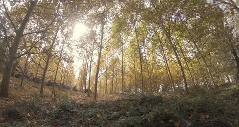 Autumn sunset through the trees Video stock 118609821