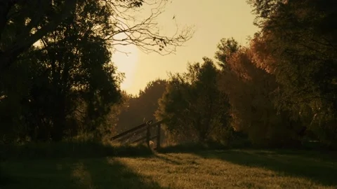 Autumn Sunset Through The Trees Stock Footage 239392392