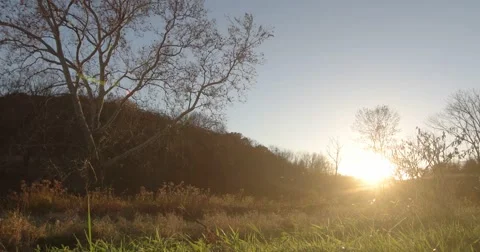 Autumn Sunset with Tree and Grass, Slider Motion Left 库存影片 66906502