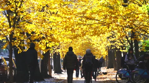 Autumn Sunshine Shining on the Maple Tree-lined Streets of Fifth Avenue by Stock Footage 327349614