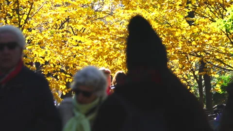 Autumn Sunshine Shining on the Maple Tree-lined Streets of Fifth Avenue by 스톡 동영상 327349891
