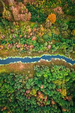 Autumn swamp and blooming algae. Aerial view of wildlife, Poland. Stock Photos