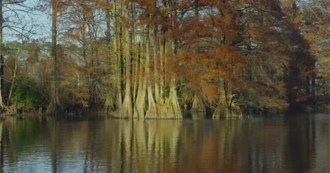 Autumn Swamp Stock-Footage 13691609