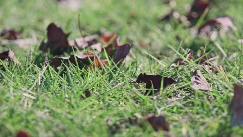 Autumn Sweep: Camera Panning Left to Right Over Grassland with Dead Leaves Stock-Footage 320962879