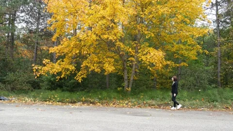 Autumn symphony 库存影片 141833534