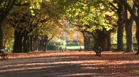 Autumn tees  Stock Footage 907074