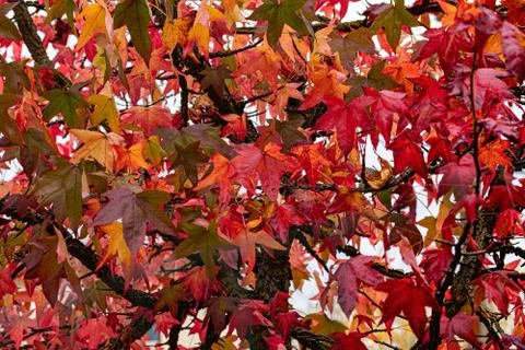 Autumn texture Stock Photos