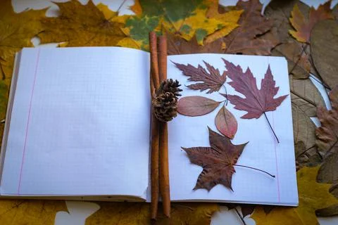 The autumn theme is back to school Stock Photos