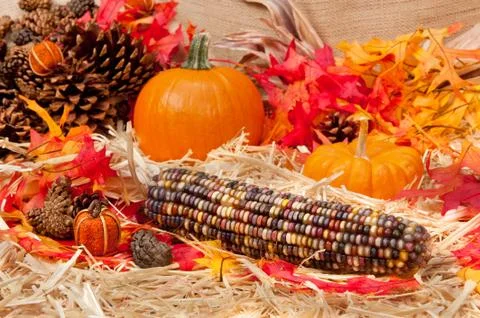 Autumn theme with corn Stock Photos