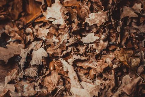 Autumn theme with leafs Stock Photos