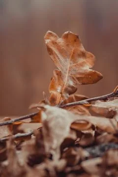 Autumn theme with leafs Stock Photos