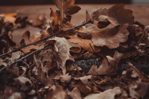 Autumn theme with leafs Stock Photos