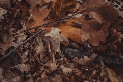 Autumn theme with leafs Stock Photos