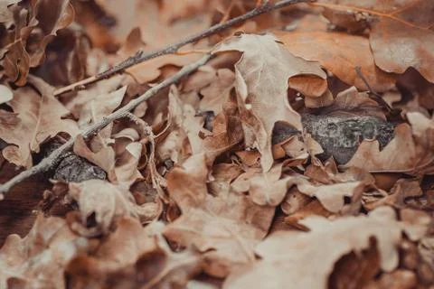 Autumn theme with leafs Stock Photos