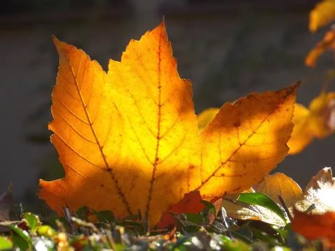 Autumn theme Stock Photos