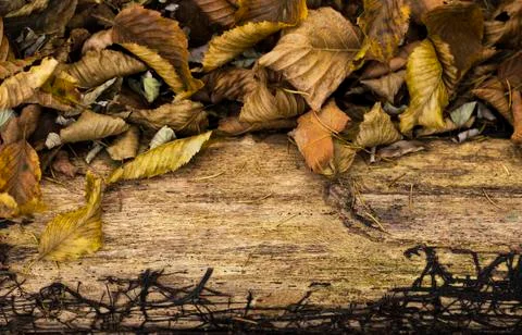 Autumn theme Foto stock