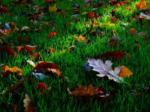 Autumn Theme 库存照片