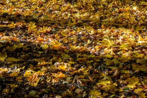 Autumn theme Foto stock