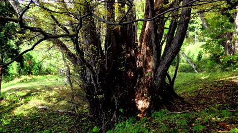Autumn of the Thousand-Cedar Stock Footage 332292832