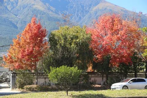 In autumn, three maple trees in the yard of an apartment complex with mount.. Stock Photos