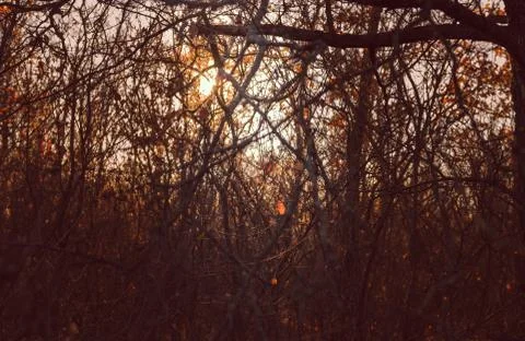 Autumn through the branches Stock Photos