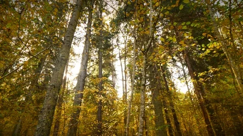 Autumn time. Falling leaves in the forest Stock Footage 118017342