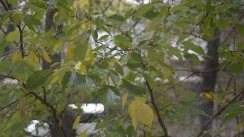 Autumn time Stock Footage 81202260