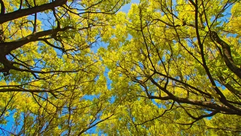 Autumn time Stock Footage 233801331