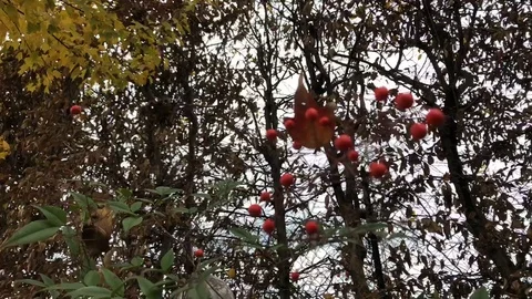 Autumn time lapse  Stock Footage