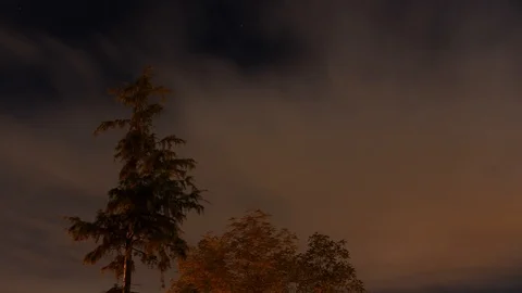 Autumn time lapse with tree, night sky and cloud Stock Footage 97471919