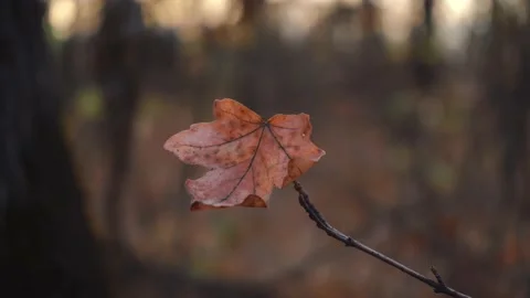 Autumn time, a lone leaf that hasn't fallen swings on a branch Video stock 142349422