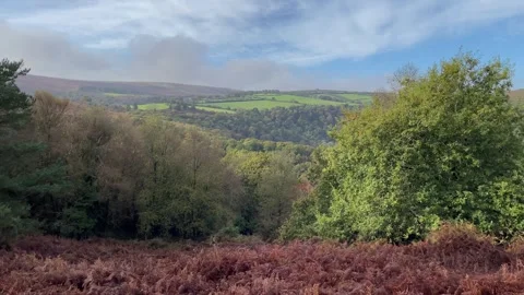 Autumn time looking across Honer Woods National Nature Reserve Stock Footage 288891005