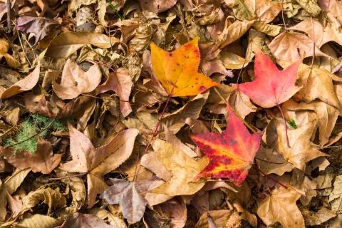 Autumn Time Stockfoto's