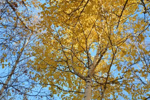 Autumn time 스톡 사진