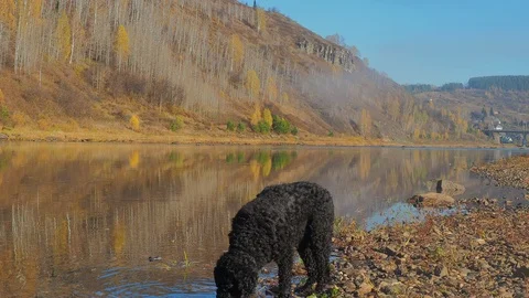 Autumn time river Stock Footage 96305054