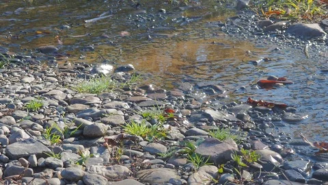 Autumn time river Stock Footage 96305323