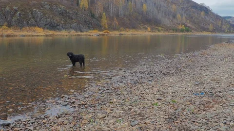 Autumn time river Video stock 96306330