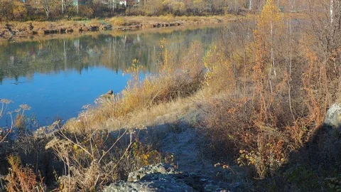 Autumn time river Stock Footage 96306487