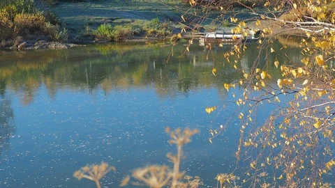 Autumn time river Stock Footage 96306573