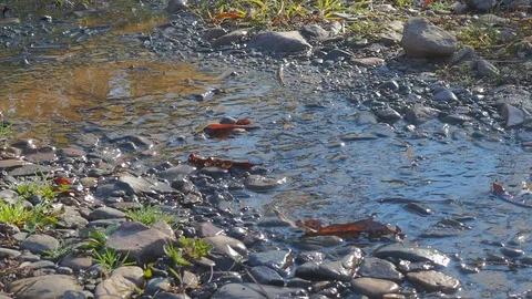 Autumn time river Video stock 96405521