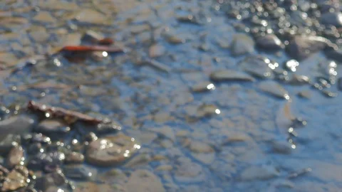 Autumn time river Stock Footage 96405531