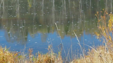 Autumn time river Stock Footage 96406591