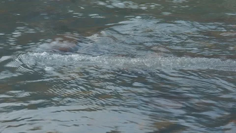 Autumn time river Video stock 97580269