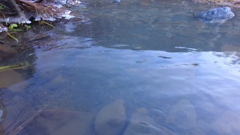 Autumn time river Stock Footage 97810959