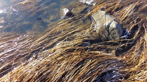 Autumn time river Stock Footage 97811138