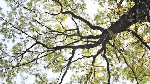 Autumn Time Tree Canopy Stock Footage 95209682