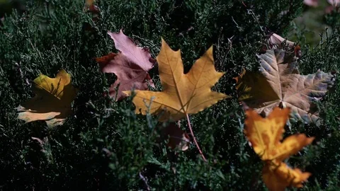 Autumn time of the year in the forest Stock Footage 97142618