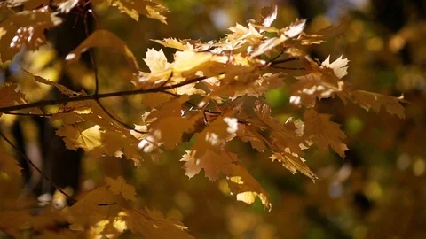 Autumn time of the year in the forest Stock Footage 97144143