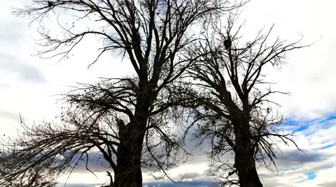 Autumn timelapse Video stock 61784924