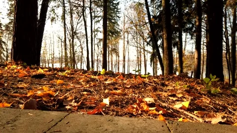 Autumn Timelapse Stock Footage 139615730